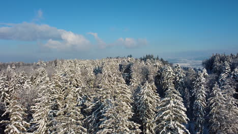 Aerial-Flying-Low-Over-Shaggy-Coniferous-Snow-Covered-Forest-During-Sunny-Winter-Day-In-Jorat-Woods,-Canton-Of-Vaud,-Switzerland