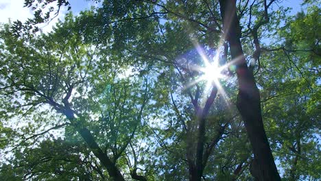 Sonnen--Und-Wolkenlinsenreflexe-Durch-üppige-Grüne-Bäume,-Wenn-Der-Wind-Weht