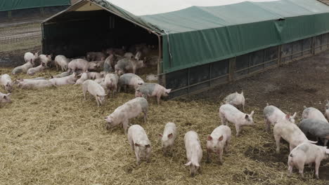 A-large-herd-of-pigs-standing-around-together-on-straw-in-a-muddy-field
