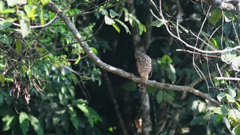 Shikra,-Accipiter-Badius,-Parque-Nacional-Khao-Yai,-Tailandia