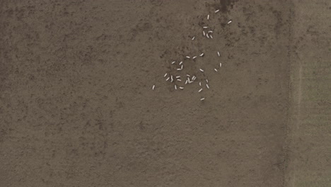 Abstract-high-angle-birds-eye-view-of-pigs-in-a-muddy-brown-field,-upper-third