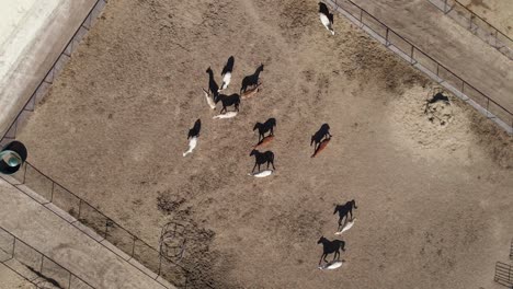 Group-Of-Domestic-Horses-Walking-Inside-Their-Paddock-On-A-Sunny-Day