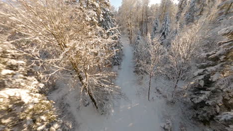 Diving-Through-Snow-covered-Forest-Trees-On-A-Sunny-Winter-Day