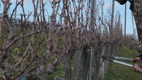 A-vineyard-worker-prunes-dry-vines-during-the-winter-to-prepare-for-spring-growth