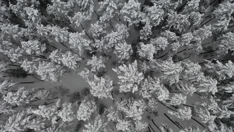 AERIAL:-Slowly-Flying-Over-Icy-and-Snowy-Pine-Forest-in-Winter-on-a-Dull-Grey-Day