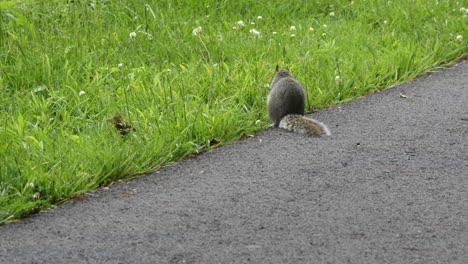 Ein-Eichhörnchen,-Das-Im-Gras-Neben-Der-Straße-Nüsse-Frisst