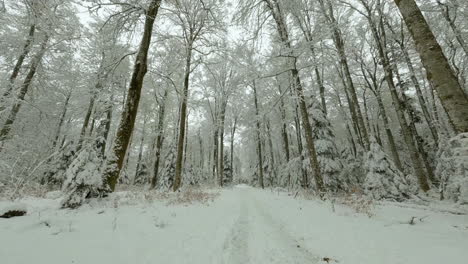 Straight-Path-Through-Snowy-Forest-Of-Bois-du-Jorat-In-Vaud,-Switzerland