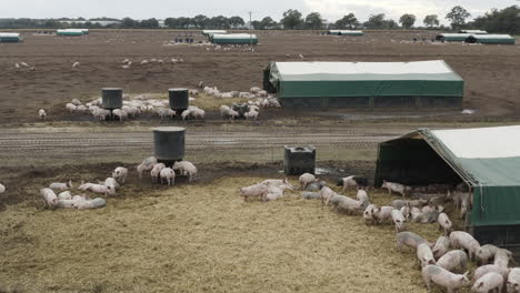 Cute-pink-pigs-huddled-together-on-a-chilly-day-in-muddy-fields