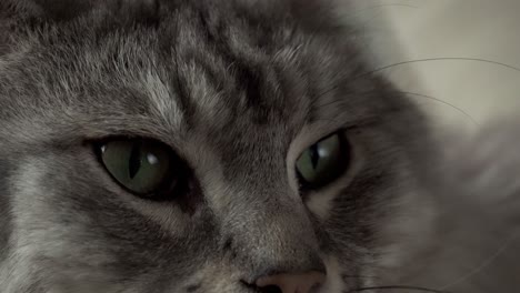 Nahaufnahmen-Einer-Silbernen-Maine-Coon-Katze,-Die-Aufmerksam-Aus-Dem-Fenster-Starrt