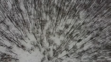 Drone-flight-over-some-trees-with-strong-snowfall