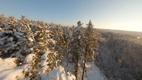 Fliegen-Durch-Verschneite-Bäume-Im-Wald-Bois-Du-Jorat-Im-Kanton-Waadt,-Schweiz-Im-Winter