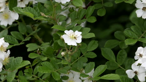 A-blooming-multi-flower-rose-bush-in-the-spring