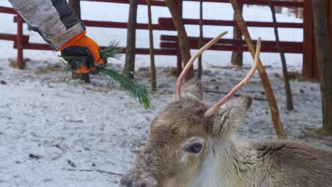 Feeding-a-young-reindeer-in-a-snowed-farm-of-Norway