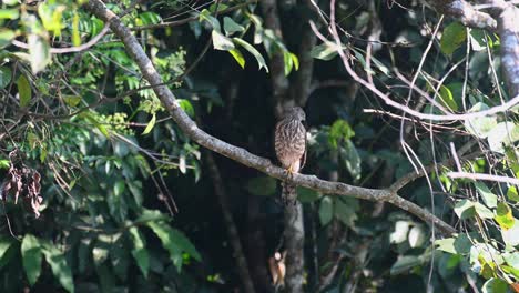 Shikra,-Accipiter-Badius,-Parque-Nacional-Khao-Yai,-Tailandia