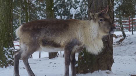 Close-view-of-a-young-reindeer-standing-in-a-snowed-forest