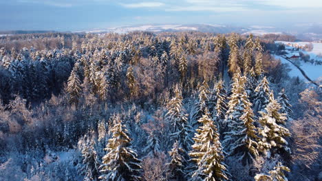 Aerial-Reveal-Of-The-Bois-Du-Jorat-Forest,-Pine-Trees-With-Hoarfrost