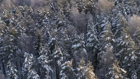 AERIAL:-Forest-Trees-Illuminated-by-Golden-Hour-Light-on-a-Winter-Day