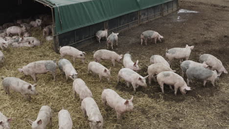 Multiple-pigs-together-in-a-brown-muddy-field-with-straw-bedding-and-hut