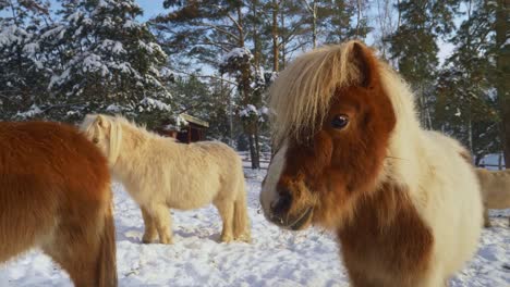 Close-up-of-cute-Shetland-ponies-with-thick-coat-in-beautiful-winter-scenery