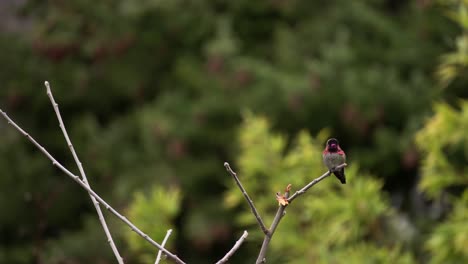 Anna's-Hummingbird-resting-a-branch-during-spring