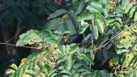 Oriental-Pied-Hornbill,-Anthracoceros-albirostris,-Khao-Yai-National-Park,-Thailand