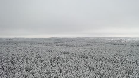 AERIAL:-Massive-and-Vast-Forest-Covered-with-Snow-on-a-Dull-Grey-Day