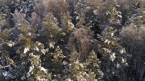 AERIAL:-Reveal-Shot-of-Vast-Majestic-Snowy-Pine-Forest-on-a-Golden-Hour-Evening