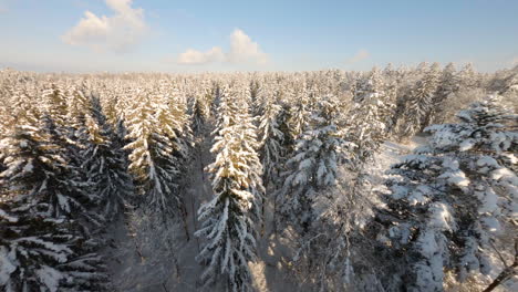 Luftfliegen-Tief-Durch-Schneebedeckte-Baumwipfel-Im-Bois-Du-Jorat,-Waadt,-Schweiz---Drohne-Fpv