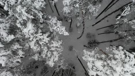 AERIAL:-Top-Shot-of-Flying-Over-Pine-Tree-Forest-with-Snow-Covered-Peaks