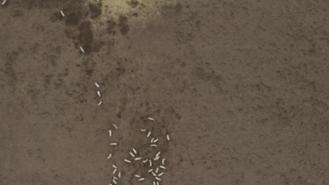 Intriguing-abstract-footage-of-pigs-looking-like-ants-on-a-brown-muddy-field