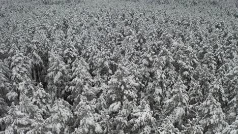 AERIAL:-Lifting-Shot-of-Trees-Covered-with-Snow-in-a-Dense-Pine-Forest-in-Winter-Time
