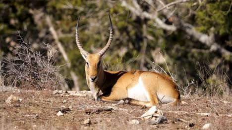 Beautiful-male-Lechwe-resting-on-hot-African-day,-large-horns-on-antelope-head