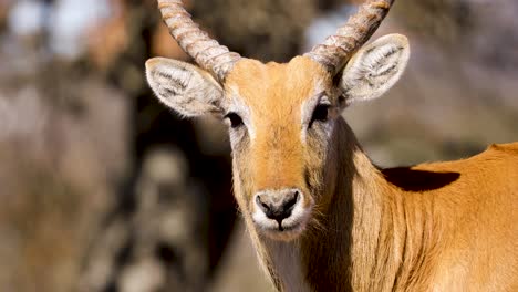 Lechwe-Antelope-on-hot-African-day,-closeup-of-head-and-horns