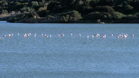 Slow-motion-shot-of-wild-flock-of-pink-flamingos-standing-in-shallow-coastal-lagoon-in-Sardinia,-Italy-on-sunny-day