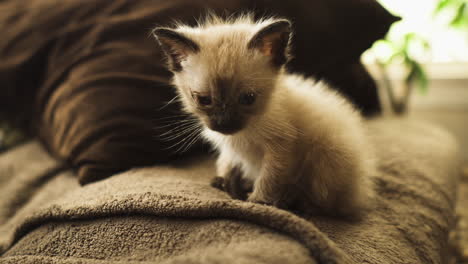 Siamese-kitten-playing-with-its-own-tail-on-couch,-close-up