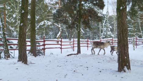 Male-reindeer-mounting-a-female-reindeer-in-a-snowed-forest