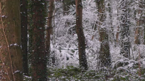 Frosty-Woody-Trees-With-Creeping-Vines-In-Winter-Forest---Medium-Shot,-Static