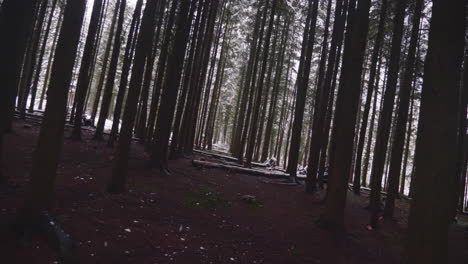 Beautiful-Rows-Of-Trees-With-Snowflakes-Falling-In-Winter-Forest---Tracking,-Rotating-Forward-Shot