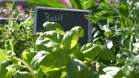 Fresh,-tasty-green-basil-herbs-on-food-market-on-windy-day