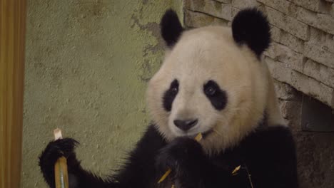 A-close-up-shot-of-a-panda-bear-eating-bamboo-near-a-wall