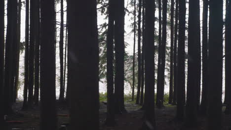 Dunkler-Und-Dichter-Wald-Mit-Silhouettierten-Baumstämmen-Während-Des-Nebligen-Wintertages