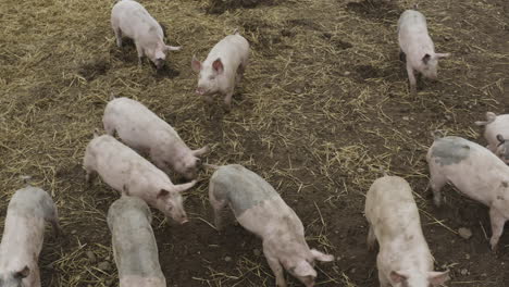 Inquisitive-pink-pigs-snuffling-in-the-muddy-straw-filled-earth,-close-up