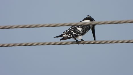 Pied-kingfisher-in-pond-area-.