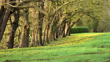 First-wild-flowers-of-the-year-growing-in-the-uk-county-of-Rutland-Winter-Aconites