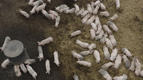 Large-herd-of-cute-pink-pigs-feeding-and-laying-around-on-a-muddy-straw-bed