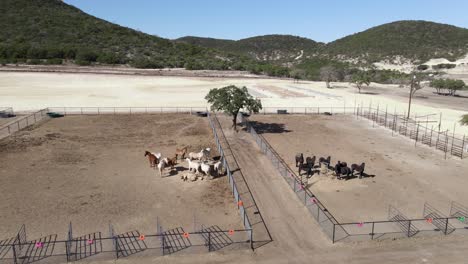 Herd-of-Horses,-Stallion,-and-Studs-in-Herd-in-Fenced-in-Farm-Ranch-Area---Aerial