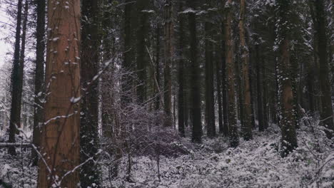 Enchanted-Winter-Forest-Trees-With-Densely-Snowfall-Landscape