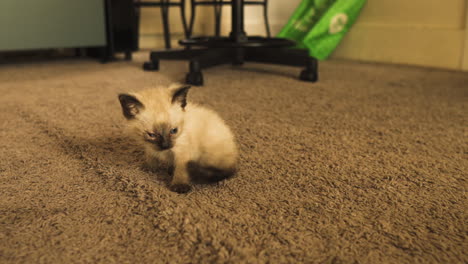 Tiny-Siamese-kitten-lying-on-a-carpeted-floor,-medium-shot-from-behind