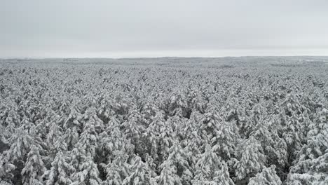 AERIAL:-Revealing-Shot-of-Snowy-White-Cold-Pine-Forest-on-Freezing-Winter-Day
