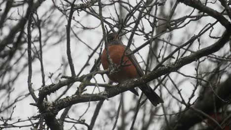 Canadian-Robin-resting-on-a-tree-branch-underneath-a-grey-sky